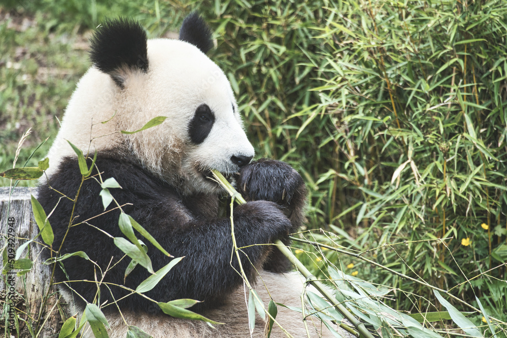 big panda sitting eating bamboo. Endangered species. Black and white mammal big panda sitting eating bamboo. Endangered species. Black and white mammal