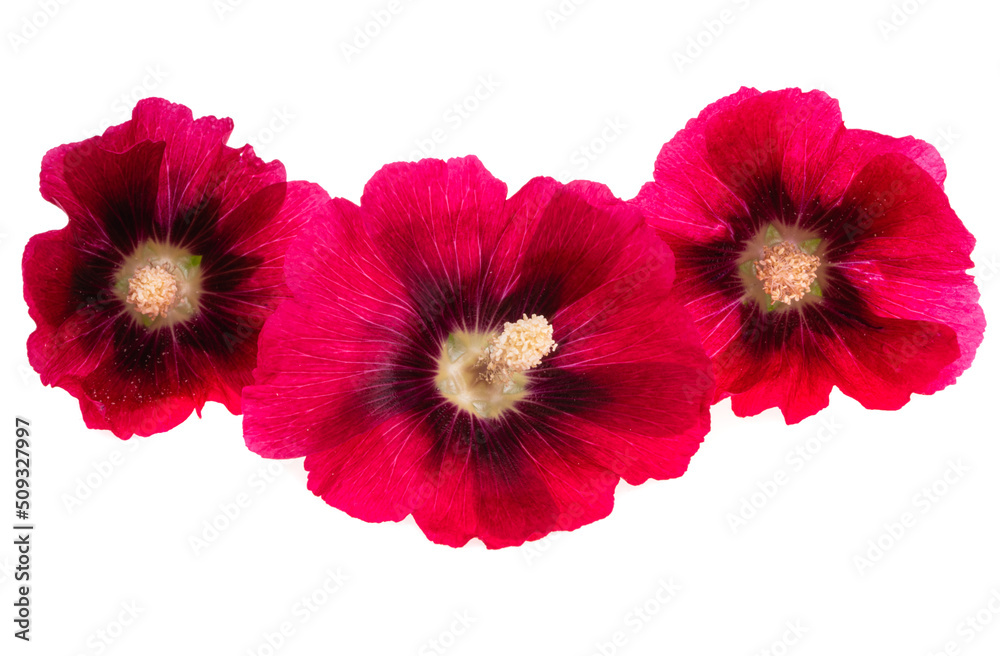 Fototapeta premium red mallow flowers isolated