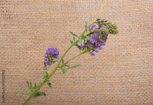 flowers alfalfa on canvas fabric