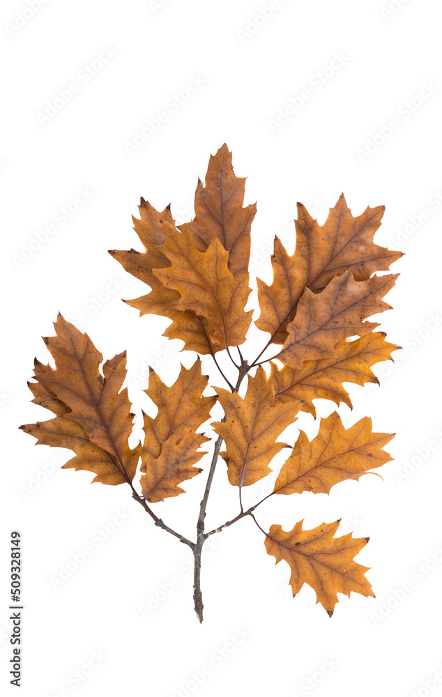 Fototapeta premium autumn oak leaves isolated