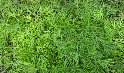 Partially blurred background image of green sprigs of dill growing in vegetable garden. Top view. Copy space