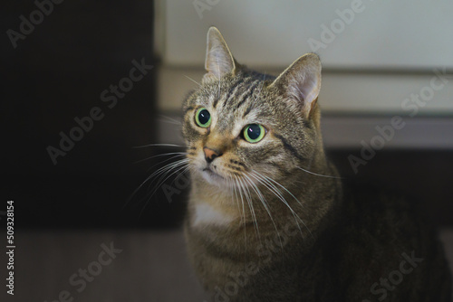 tabby cat with big green eyes sits on the floor © Dmitriy Popov