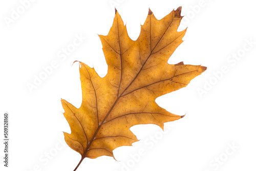 autumn oak leaves isolated