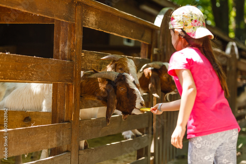 little girl prepares animals in the contact zoo. Feeding barnyard animals