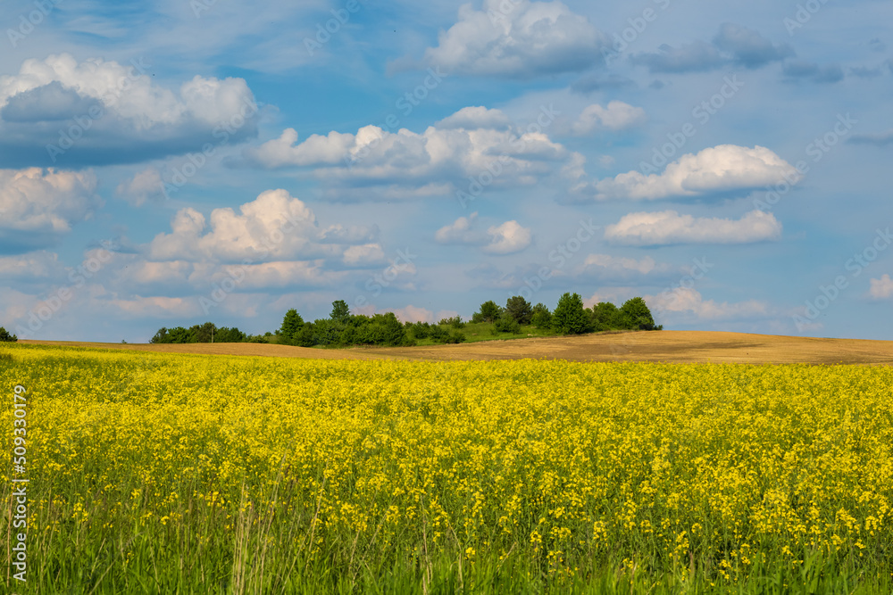 field of yellow springtime flowers of rapeseed is plant for green industry