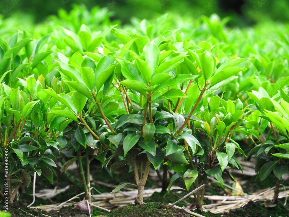 お茶の幼木 お茶の幼木