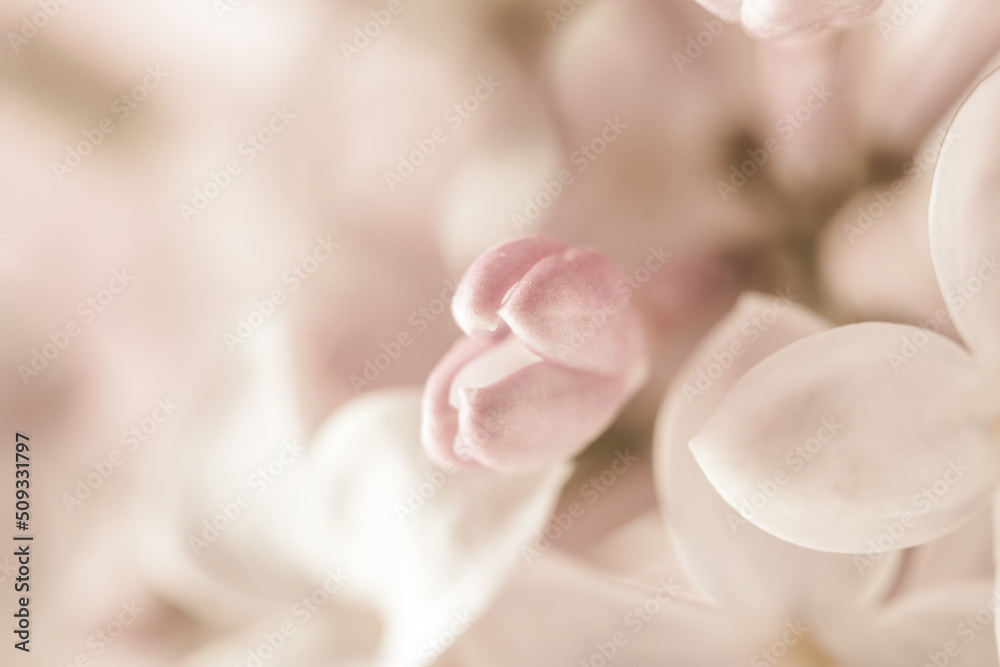Pale pink beige neutral color little lilac flower closed bud on blur background for wedding invitation or vintage romantic wallpaper macro