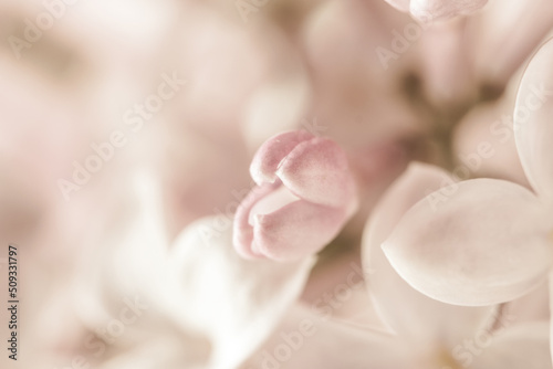 Pale pink beige neutral color little lilac flower closed bud on blur background for wedding invitation or vintage romantic wallpaper macro