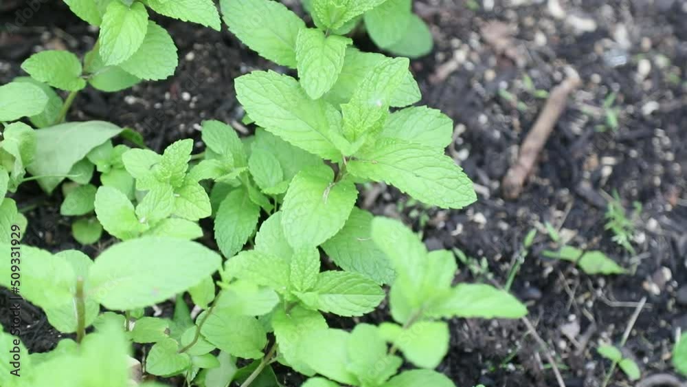 Fresh mint leaves growing in soil in organic home garden. Fresh mint leaves growing in soil in organic home garden.