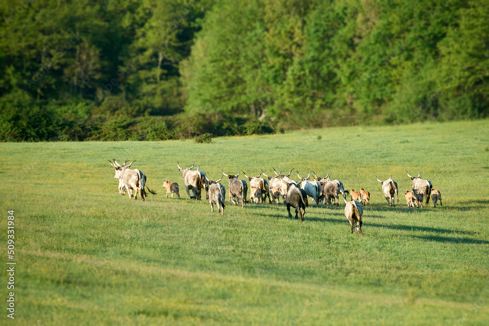 Fototapeta premium Maremmana cows in the field in Tuscany