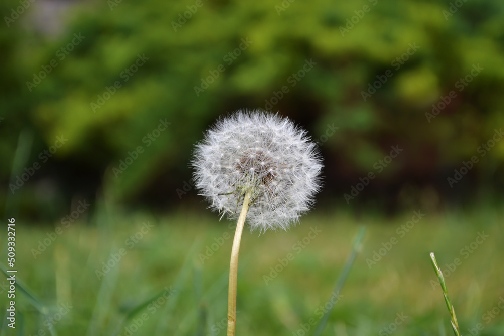 dandelion on grass