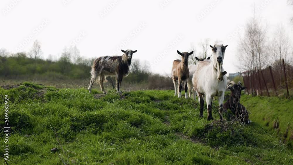 Goats graze on the meadow Goats graze on the meadow