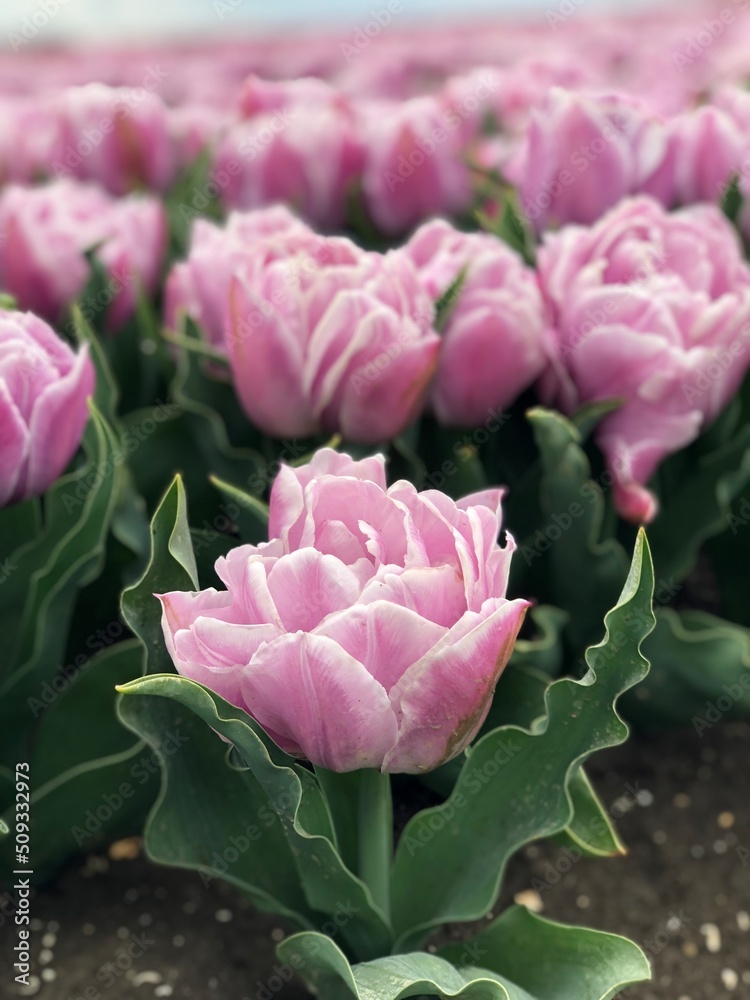 close-up of pink tulips in a field close-up of pink tulips in a field