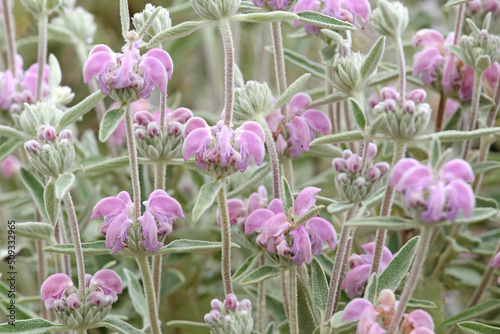 Pink Balearic Island sage in flower. photo