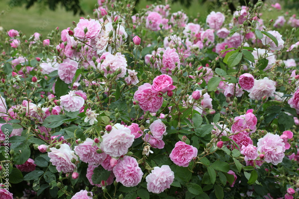 Pink Rosa 'Harlow Carr' in flower