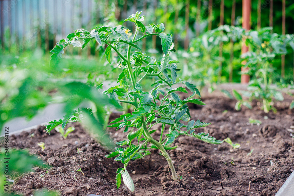 Obraz premium Young tomatoes in the garden. Tomato bushes are blooming. Growing vegetables in rural areas. Care and treatment of plants. Future harvest.