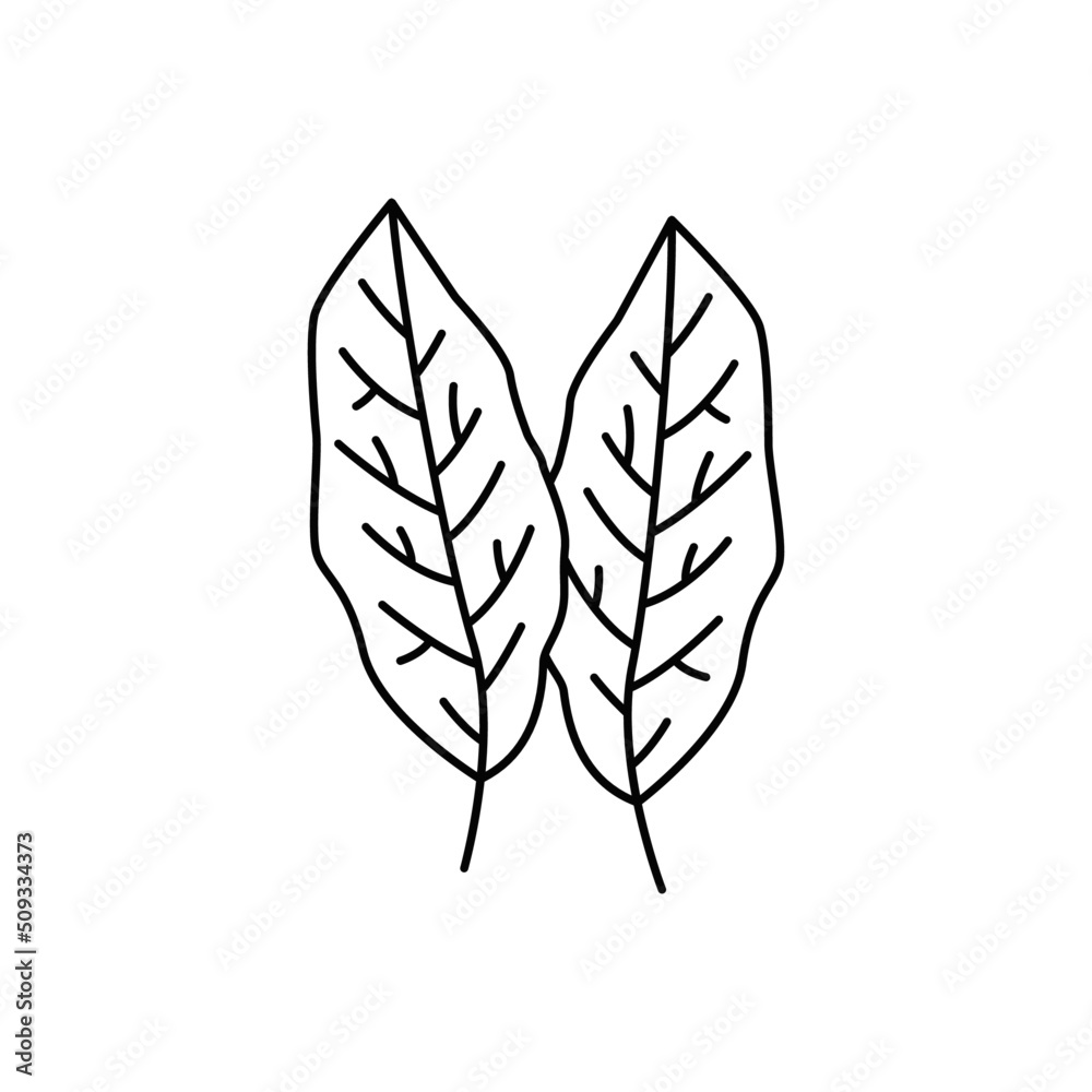 Bay leaves icon in line style icon, isolated on white background