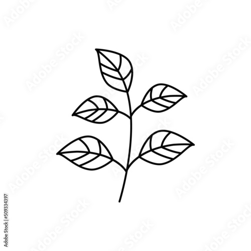 Basil icon in line style icon, isolated on white background