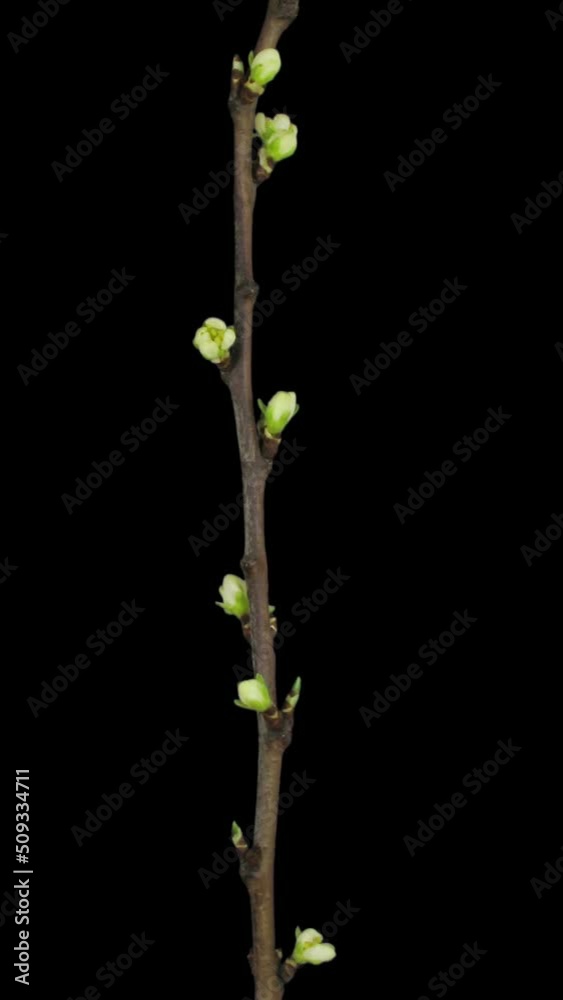 Time lapse of blooming plum tree branch isolated on black background, vertical orientation Time lapse of blooming plum tree branch isolated on black background, vertical orientation