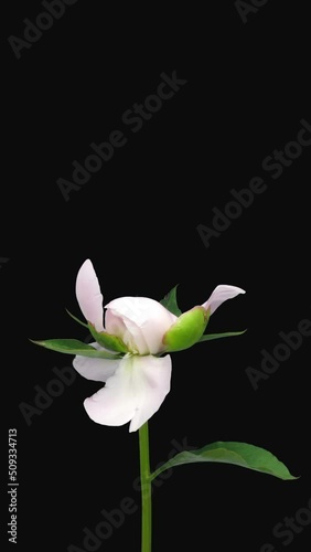 Time lapse of opening white pink peony flower isolated on black background, vertical orientation