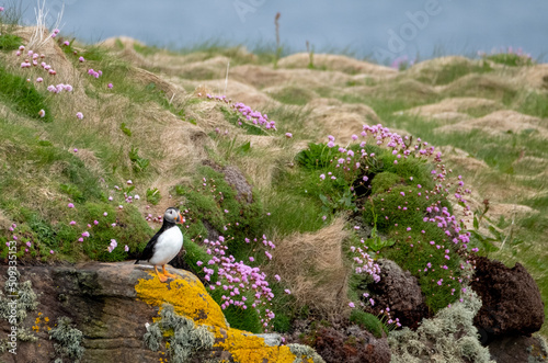 Puffin bird on the cliff face at Handa Island, small island near Scourie in Sutherland on the north west coast of Scotland UK. photo