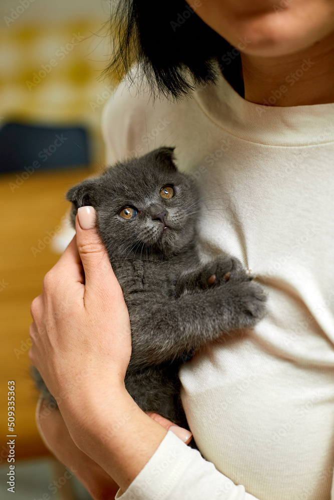 Woman sitting and hold in hand cute gray kitten, female