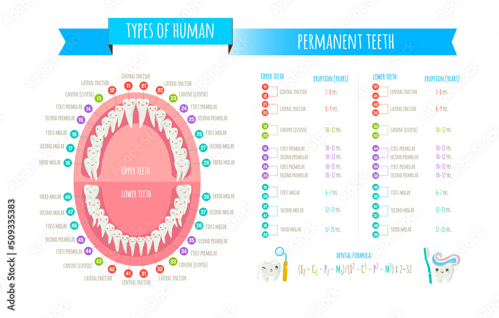 Human dental numbering system infographic. All objects are conveniently ...