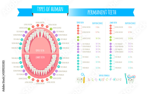 Human dental numbering system infographic. All objects are conveniently grouped and are easily editable.