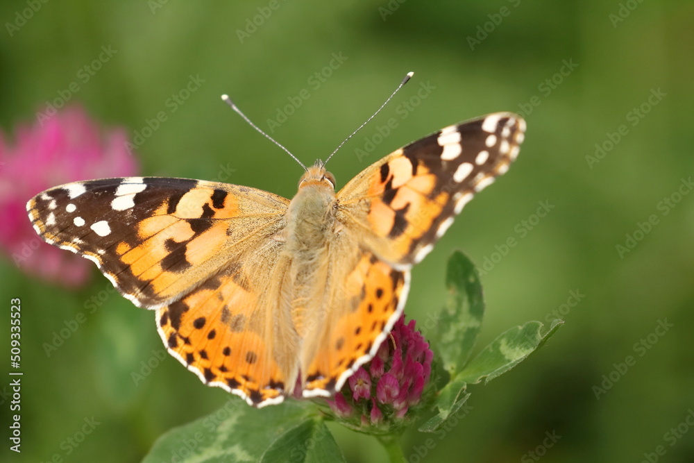 Painted Lady (Vanessa cardui), macro photography of the colorful butterfly on meadow flower Painted Lady (Vanessa cardui), macro photography of the colorful butterfly on meadow flower