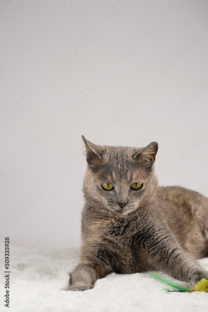Adult european short hair cat blue tortie laying on a white faux fur rug actively playing with its toy with feathers