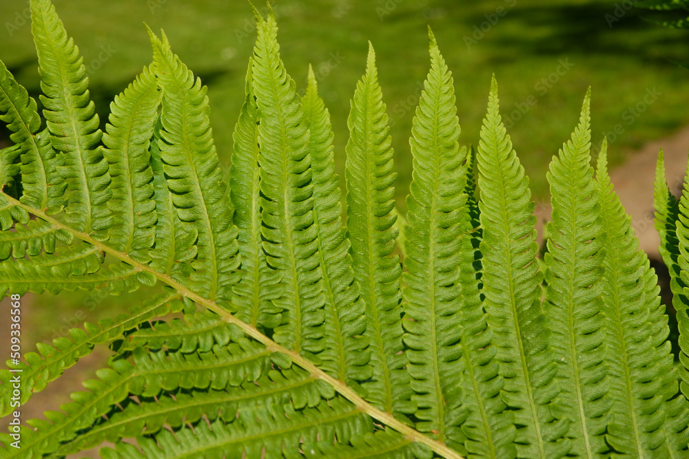 Green succulent fern close up. Green fern leaves on a sunny day