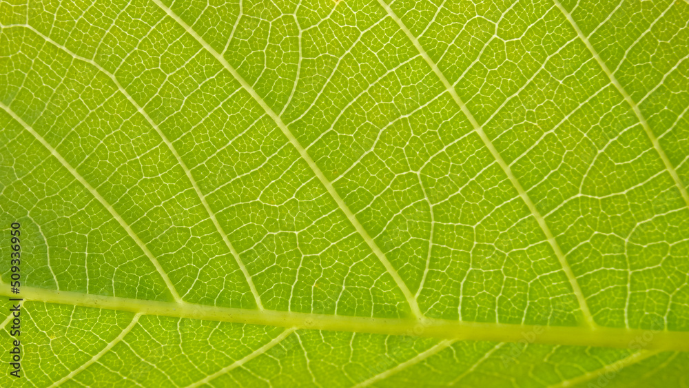 Close up view of green leaves of walnut tree with sunlight. Green leaves background. Leaf texture, background texture. Green leaf structure macro photography. Close up view of green leaves of walnut tree with sunlight. Green leaves background. Leaf texture, background texture. Green leaf structure macro photography.