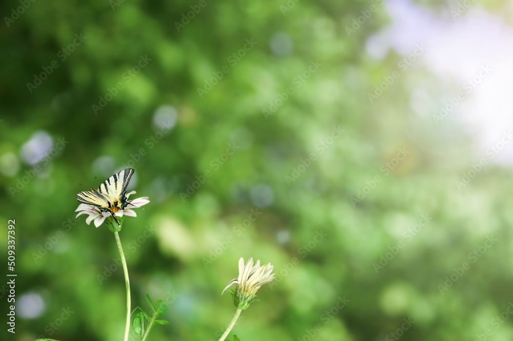 A beautiful butterfly over the branch flower A beautiful butterfly over the branch flower
