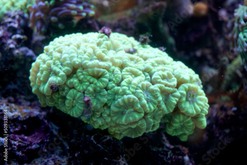 Fototapeta Naklejka Na Ścianę i Meble -  Green coral in marine aquarium