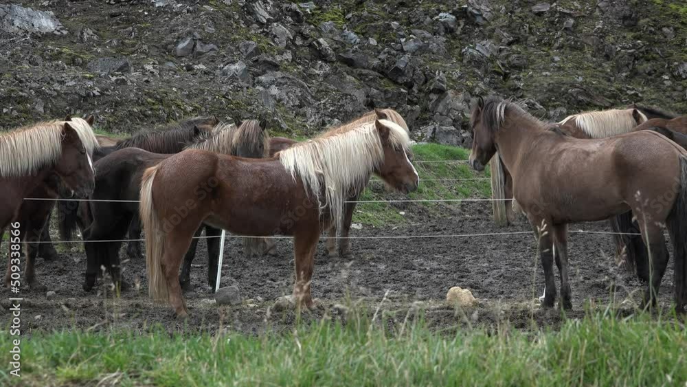 Icelandic horse standing on field in nature landscape with mountains. Portraits of an Icelandic Brown horses, close-up. Icelandic horse standing on field in nature landscape with mountains. Portraits of an Icelandic Brown horses, close-up.