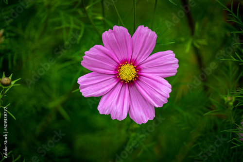 pink round flower on green background