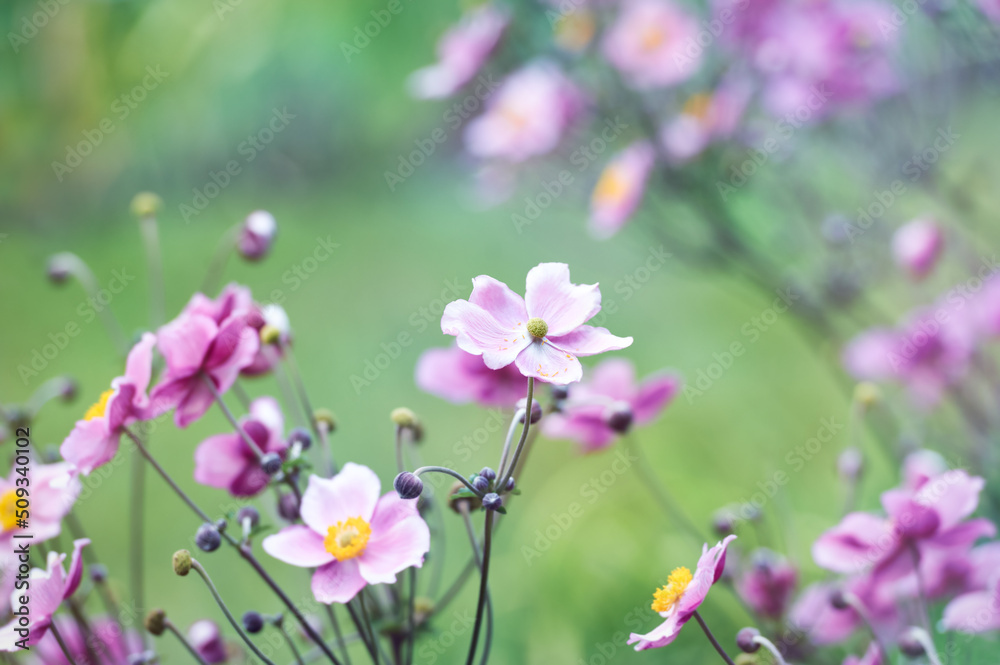 Nature background with spring flowers. (Anemone scabiosa). Selective and soft focus. Nature background with spring flowers. (Anemone scabiosa). Selective and soft focus.