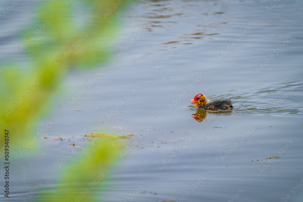 Common coot chick over the water with red head Common coot chick over the water with red head