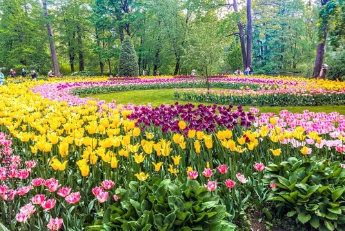 Tulips in the park of Yelagin island in St. Petersburg, Russia
