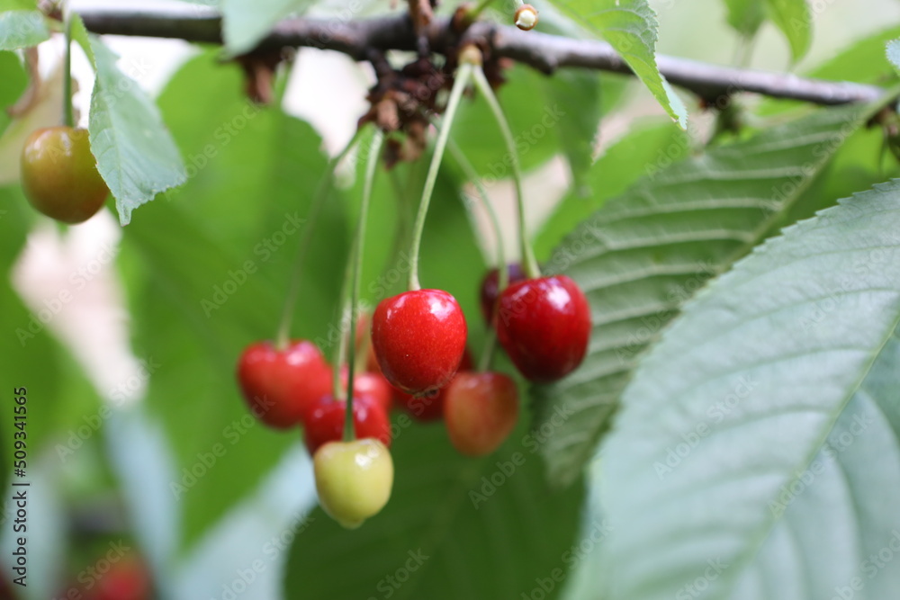 Obraz premium cherries on the tree