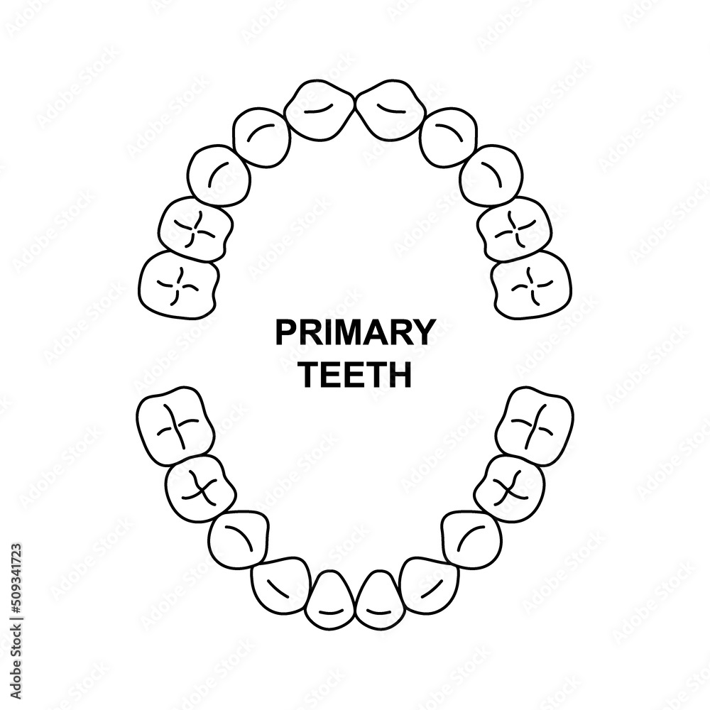 Primary Teeth Dentition Anatomy Child Upper And Lower Jaw Child Tooth