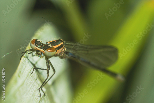 dragonfly on a leaf © Андрій Рудніцький