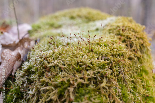 The stump is overgrown with moss. There are mushrooms growing on the beautiful stump. Close-up of a cutted mossy tree