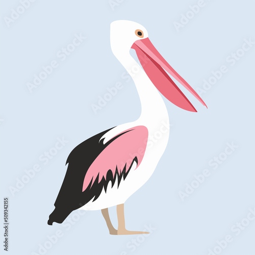 Vector illustration of a pelican bird. Seabirds.