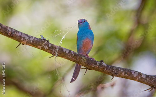 Blue waxbill (Uraeginthus angolensis) is a common cough finch found in South Africa © selim