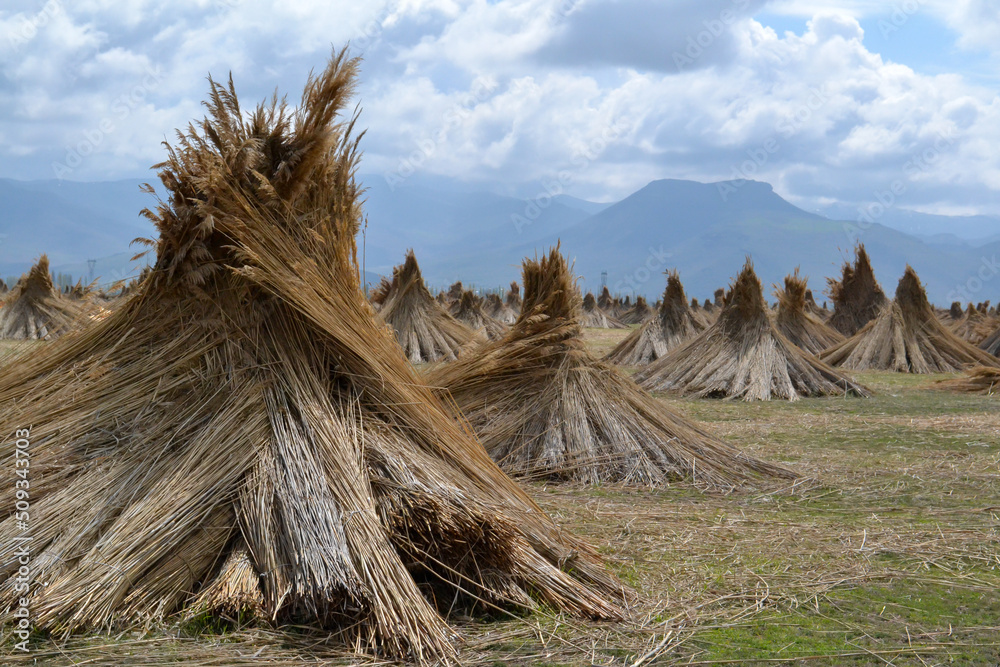 Dry reeds , farmers collected reed for selling , background sky ,clouds and mountain in Sultan Sazligi national park. Dry reeds , farmers collected reed for selling , background sky ,clouds and mountain in Sultan Sazligi national park.