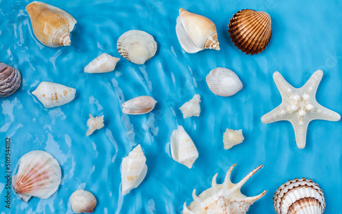 Various seashells and water ripples on a summer beach on a blue background at the top