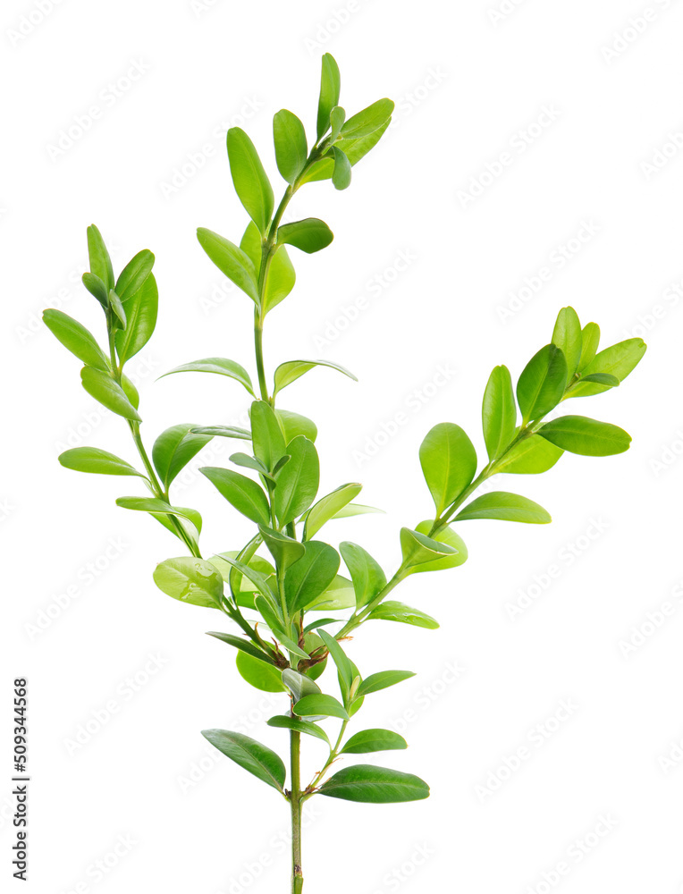 Fototapeta premium Boxwood branch isolated on white background. Green boxwood sprig. Buxus with clipping path.