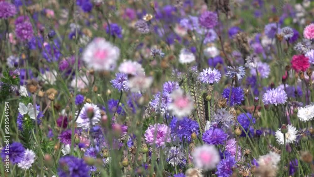 Wildblumen Wiese im Wind