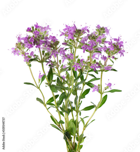 Fotografie Wild thyme flowers, isolated on white background